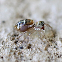 Cosmophasis baehrae