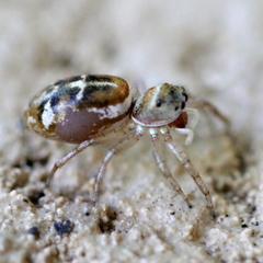 Cosmophasis baehrae