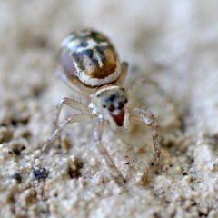 Cosmophasis baehrae