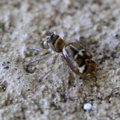 Cosmophasis baehrae