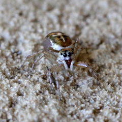 Cosmophasis baehrae