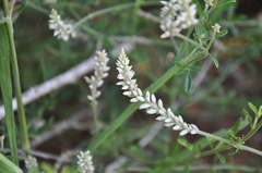 Hermbstaedtia odorata