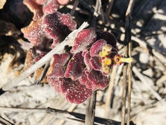 Manulea tomentosa