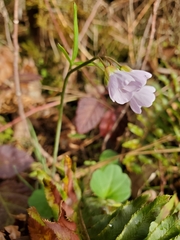 Cardamine nuttallii