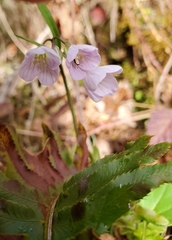 Cardamine nuttallii