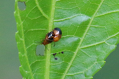 Nisotra bicolorata