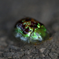 Cassida diomma