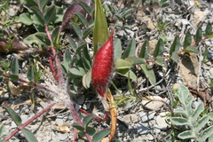 Astragalus utriger