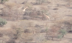 Giraffa camelopardalis antiquorum