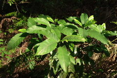 Psychotria asiatica