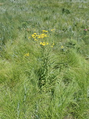 Nidorella auriculata