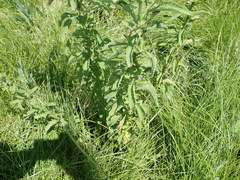 Nidorella auriculata