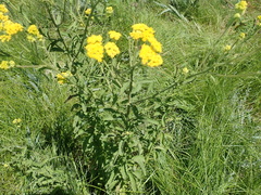 Nidorella auriculata