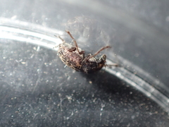 Araecerus