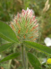 Trifolium diffusum