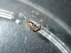 Araecerus