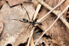 Leptomyrmex mjobergi