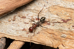 Melophorus rufoniger