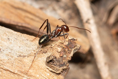 Melophorus rufoniger