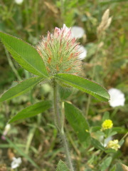 Trifolium diffusum
