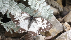 Melanargia evartianae
