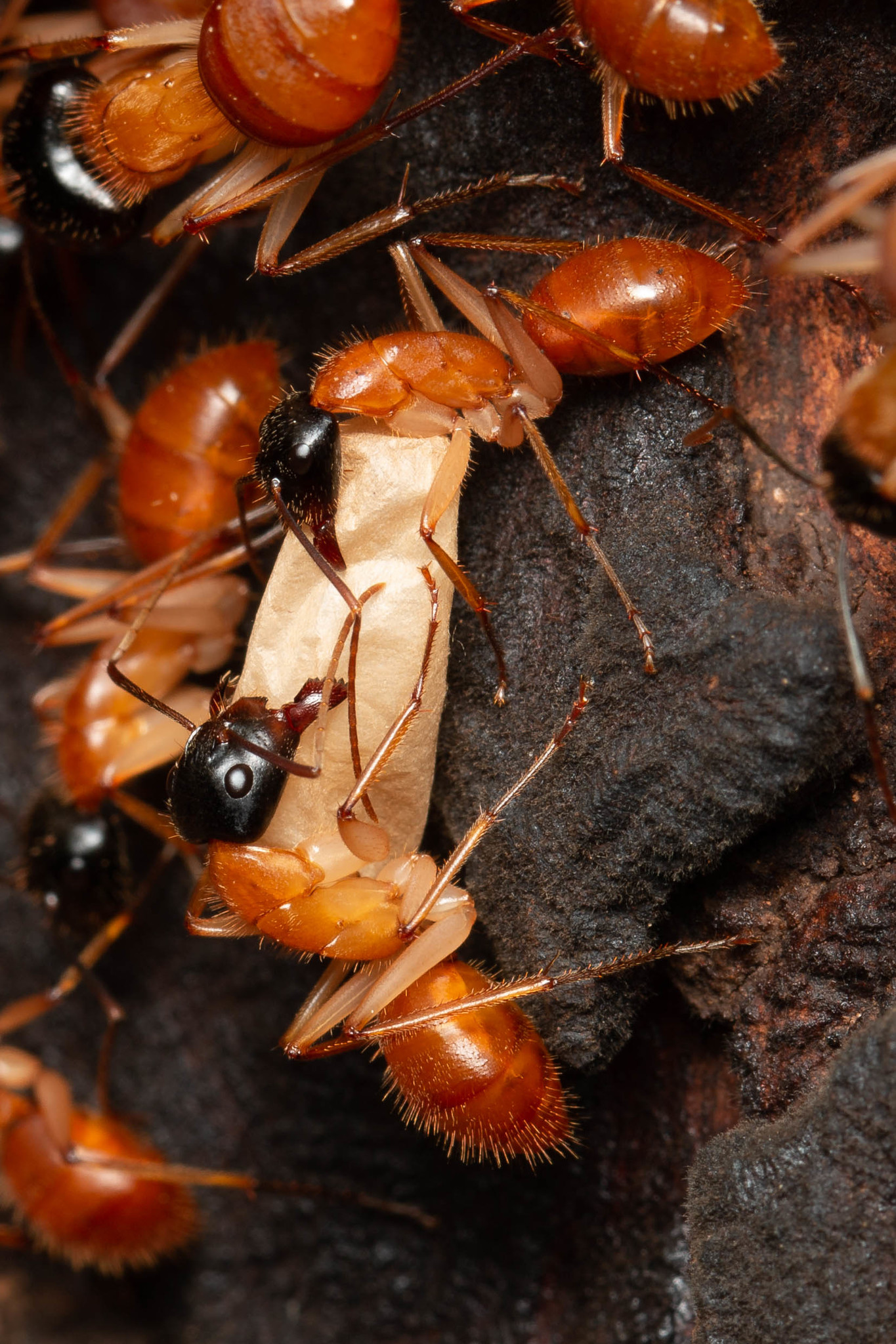 Camponotus eastwoodi