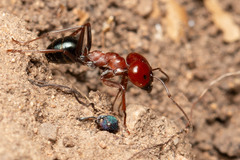 Melophorus rufoniger