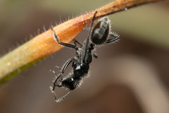 Calomyrmex albopilosus