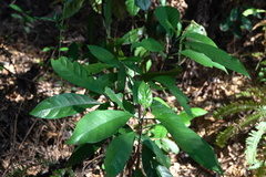 Psychotria asiatica