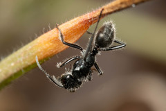 Calomyrmex albopilosus