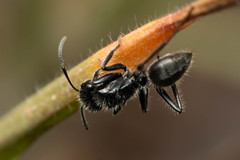 Calomyrmex albopilosus