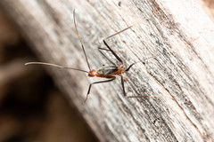 Leptomyrmex varians