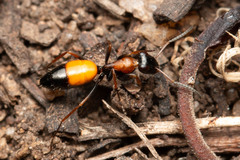 Opisthopsis picta