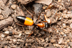 Opisthopsis picta
