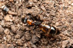 Opisthopsis picta