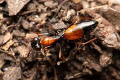Opisthopsis picta