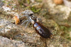 Loboptera