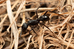 Rhytidoponera convexa