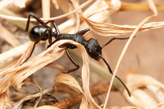 Rhytidoponera convexa