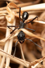 Rhytidoponera convexa