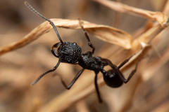 Rhytidoponera convexa