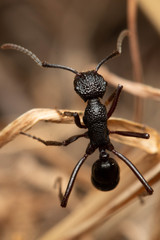 Rhytidoponera convexa