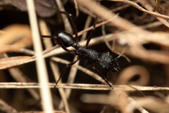 Rhytidoponera convexa