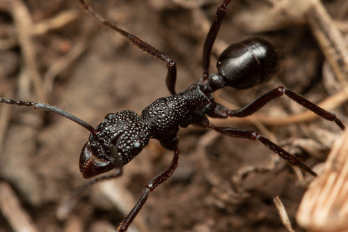 Rhytidoponera convexaRhytidoponera convexa