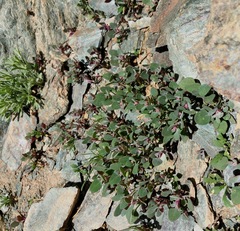 Chenopodium acuminatum
