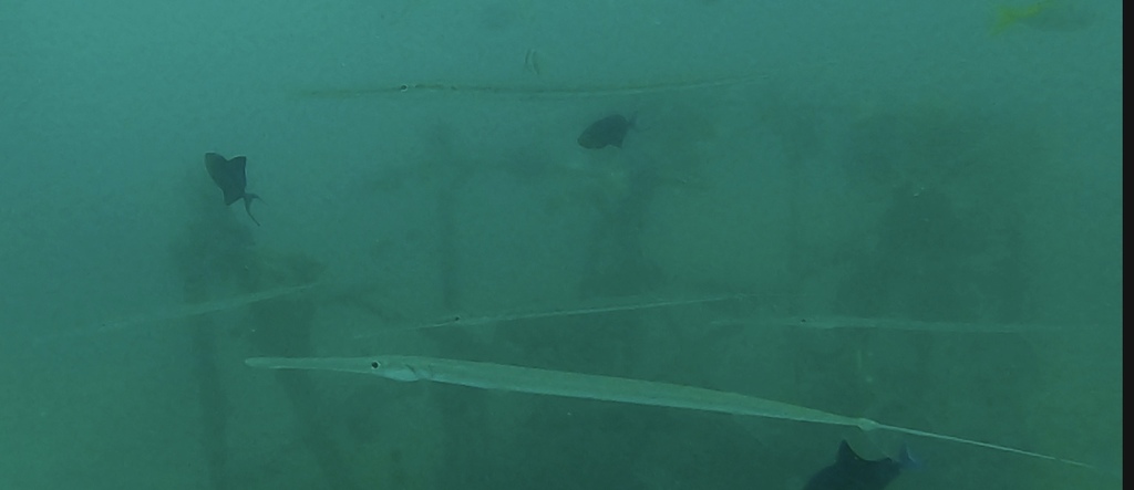 Bluespotted cornetfish