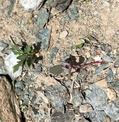 Chenopodium acuminatum