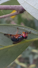 Lamprogaster imperialis