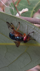 Lamprogaster imperialis