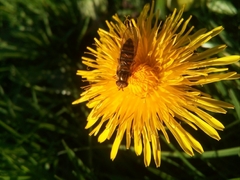 Episyrphus balteatus